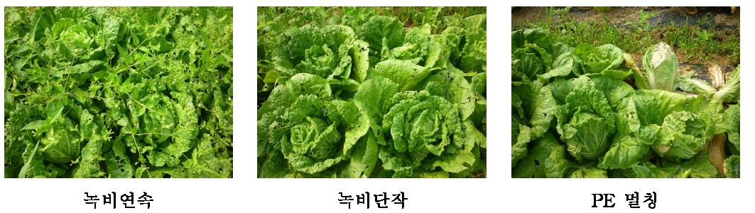 헤어리베치 예취피복 후 배추 재배 시 잡초 발생 모습