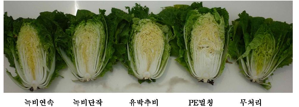 헤어리베치 녹비 재배 후 봄배추 재배 시 결구 정도 비교