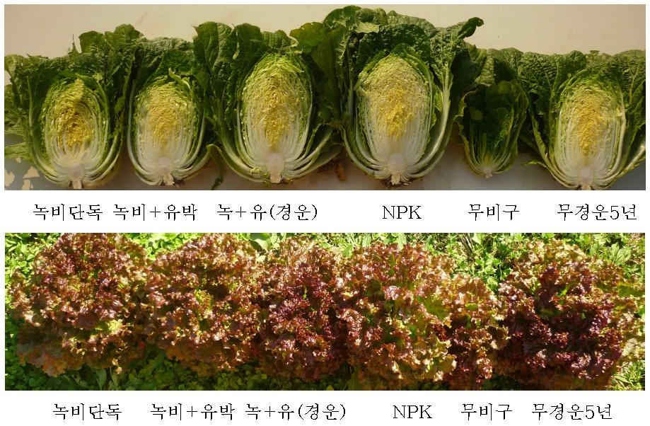 녹비처리 방법에 따른 배추(위)와 상추(아래) 생육 현황 비교