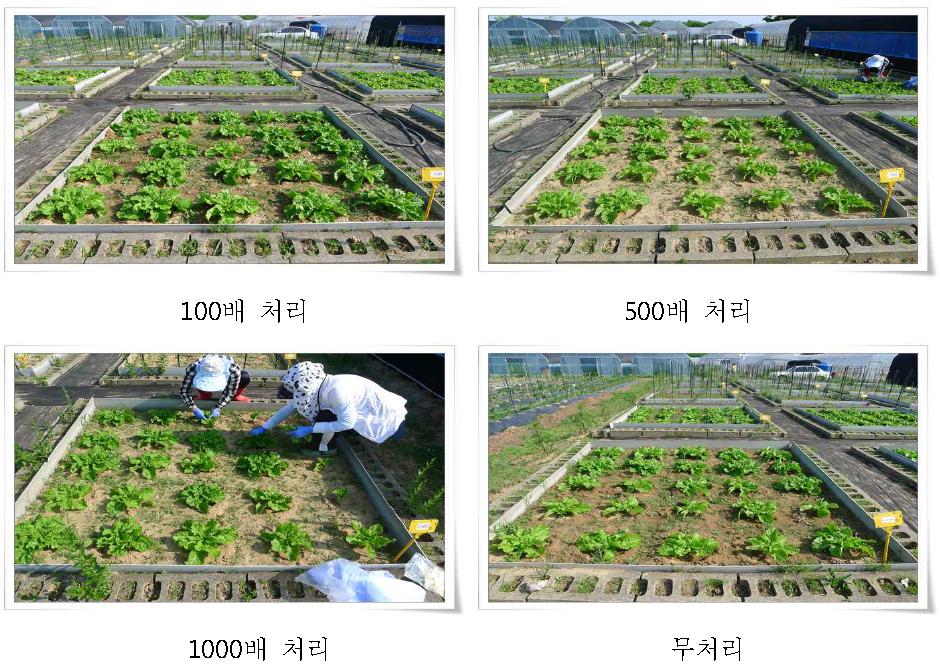 액비처리에 의한 상추 생육 비교