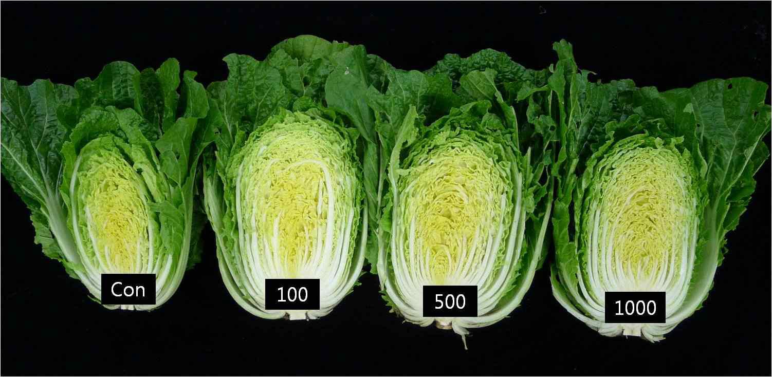 액비처리에 의한 배추 생육 비교