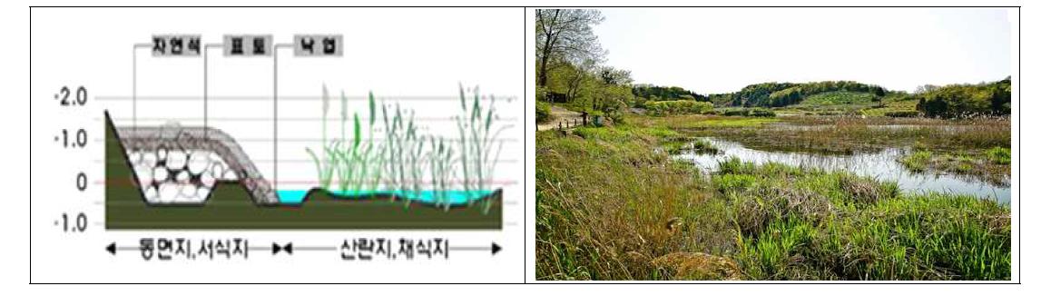 양서류 서식처 조성방안(좌) 및 전주 오송제 사례(우)