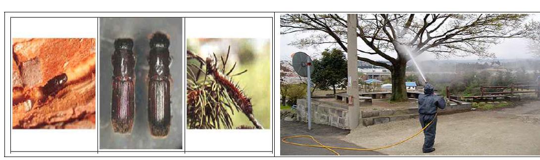 수목의 주요병해충 사진(좌) 및 방제 사례(우)