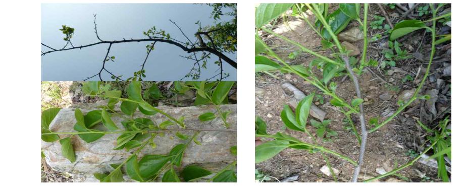 Shoot development and blossom characteristics of tree by irradiation in the last part days of May. Left, little irradiation; right, much irradiation.