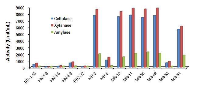 Fliter paper 분해 균주의 cellulase, xylanase, amylase 활성 비교