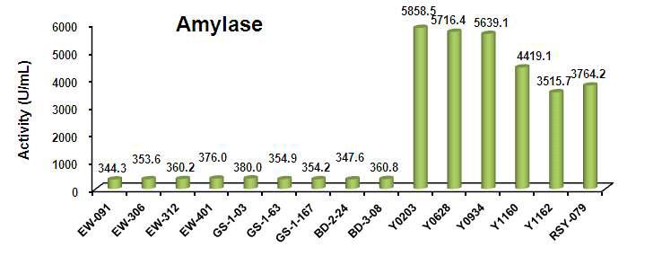 선발 균주의 amylase 활성 비교