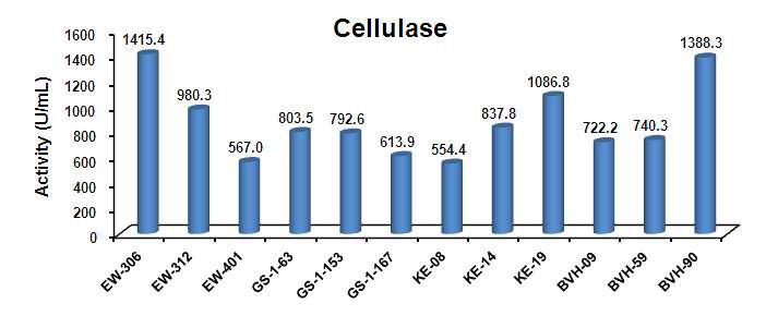 선발 균주의 cellulase 활성 비교