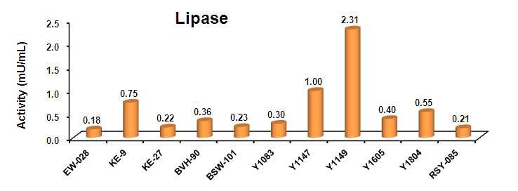 선발 균주의 lipase 활성 비교