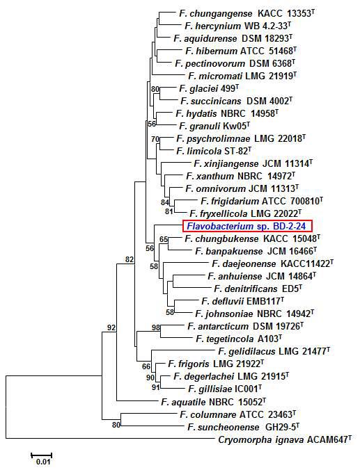 F lavobacterium sp. BD-2-24 균주의 16S rDNA 염기서열 계통도 분석