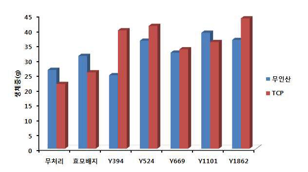 인산 가용화 효모 처리 후 토마토 생체중