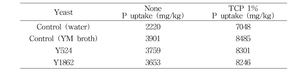 인산 가용화 효모에 의한 토마토 인산함량