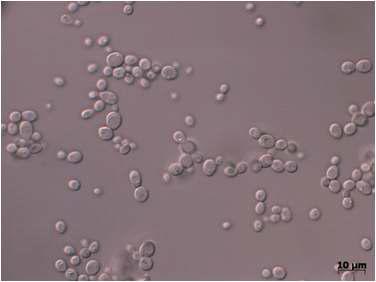 효모 Pichia farinosa NAAS-2 균주의 세포형태