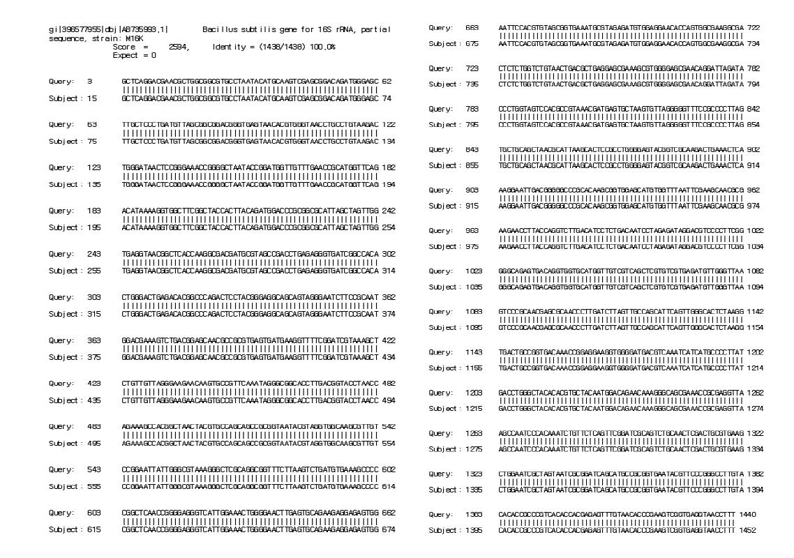 악취감소 세균 Bacillus subtilis의 16S rDNA 염기서열 비교