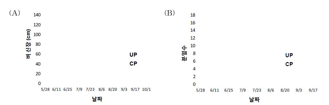 식물-미생물연료전지에서 회로를 연결하지 않은 경우(UP)와 회로를 연결한 경우 (CP)의 벼 신장(A) 및 분얼수(B)의 변화. 3반복의 평균 및 표준 편차