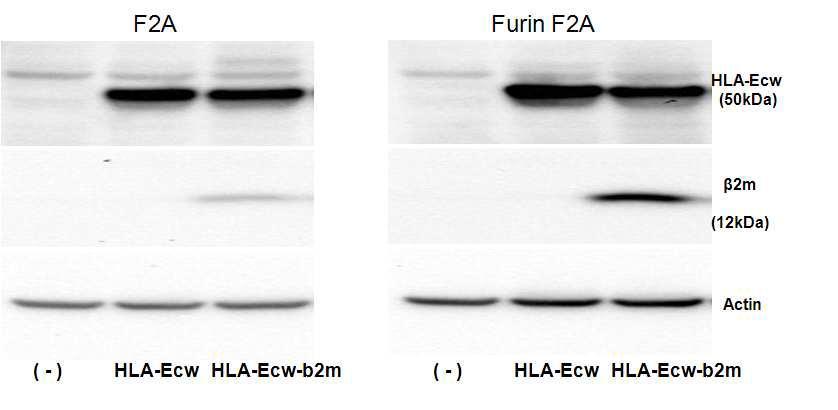 돼지 섬유아세포에서 HLA-E/beta2m 벡터로부터 HLA-E 및 beta2m 유전자의 동시 발현 확인