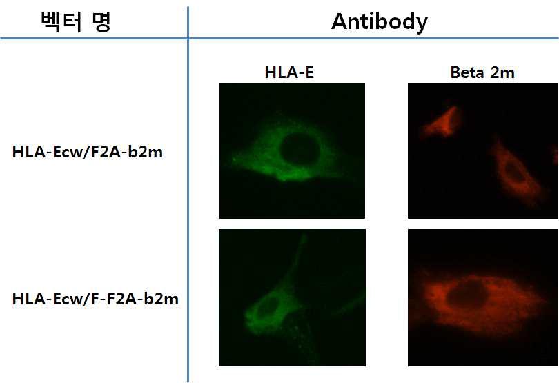 돼지 섬유아세포에 HLA-E/beta2m 벡터 도입 후 형광 염색에 의한 HLA-E 및 beta2m 유전자의 동시 발현 확인
