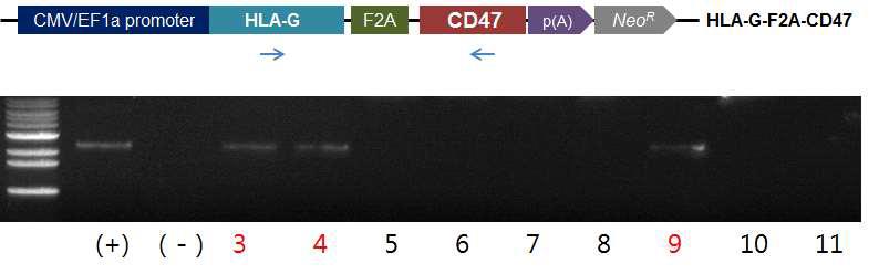 세포성 면역거부반응 억제 유전자 HLA-G/CD47 체세포주 생산.