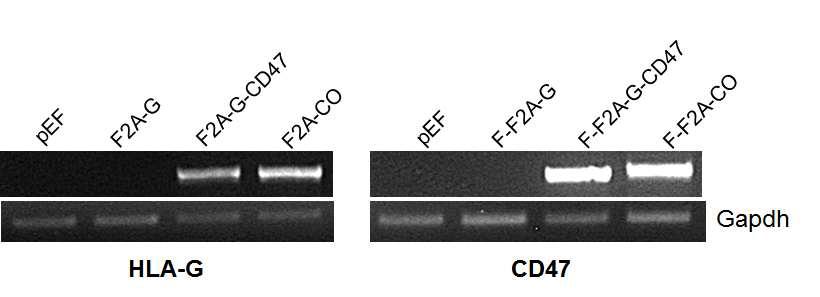 세포성 면역거부반응 억제 유전자 HLA-G/CD47의 발현 분석.
