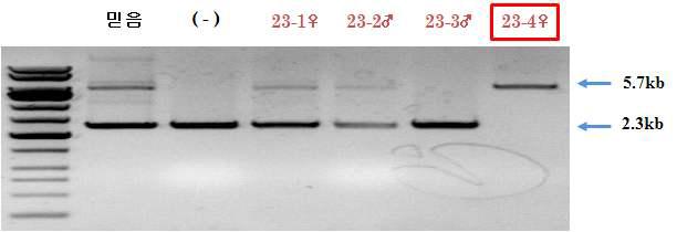 PCR 방법을 통한 GalT KO(-/-) / hCD46 KI 검증