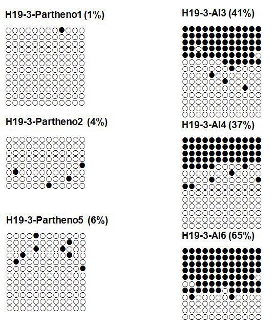 H19 유전자의 DMR3 지역 methylation 양상