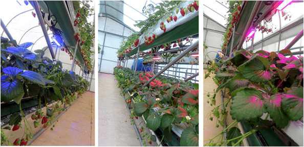 The illuminated LED light on the cultivation strawberry under bottom story bed