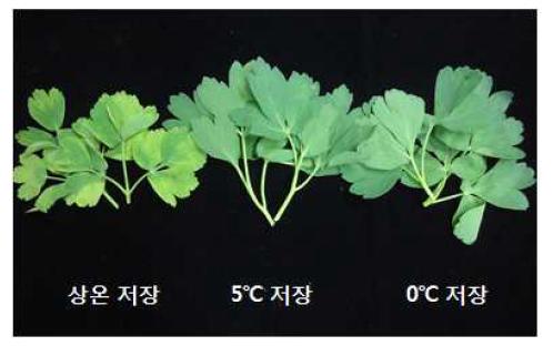 갯기름나물의 저장온도별 품질비교(저장 후 6일)