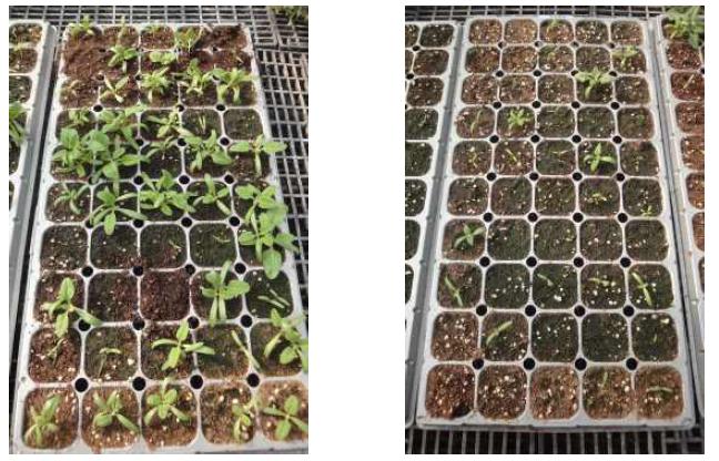 번행초 산지별 종자의 트레이 발아상태(좌 : 자연산, 우 : 수원 온실재배산)