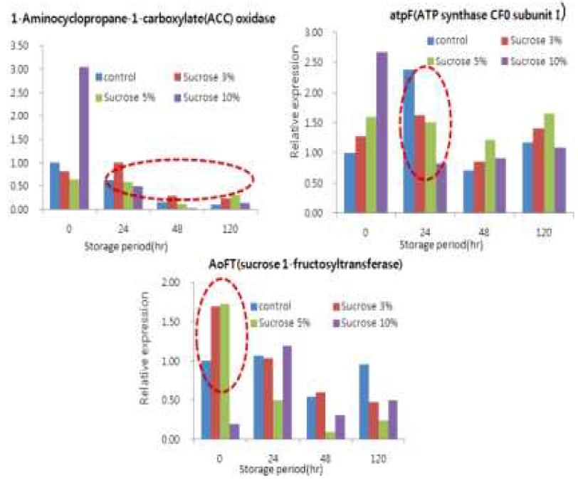 Sucrose처리에 의한 저장기간 중 아스파라거스의 노화관련 유전자 발현