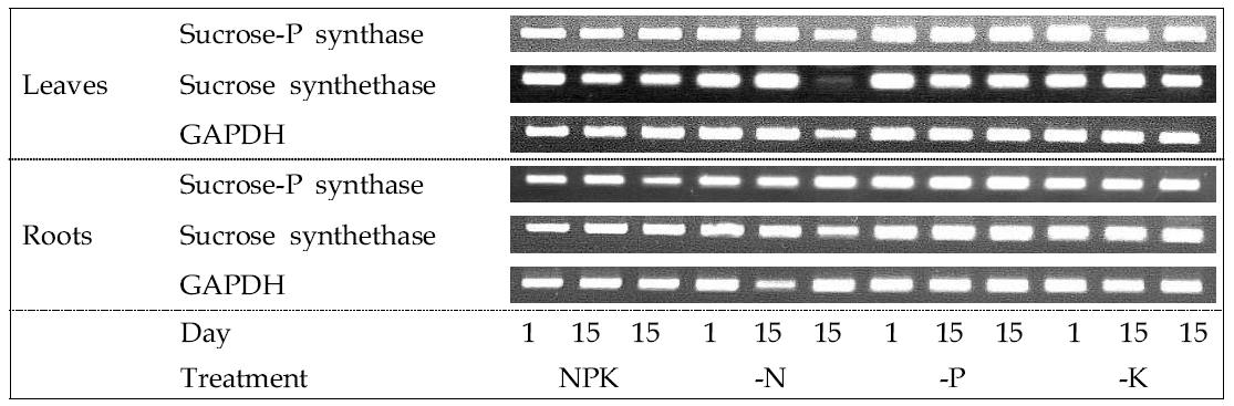 Temporal changes in gene expression mediated by N, P and K deficiencies in tomato leaves and roots.