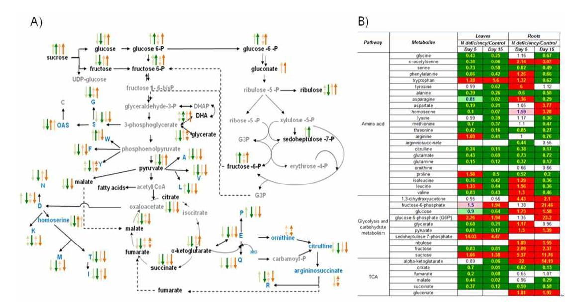 Differences in the metabolites in glycolysis/TCA cycle and amino acids biosynthesis in the leaves and roots of tomato plant grown under N deficient condition.