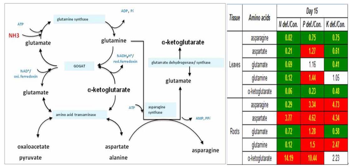 Changes in nitrogen assimilation-associated metabolites in the leaves and roots of tomato plants in response to N, P or K deficiency.