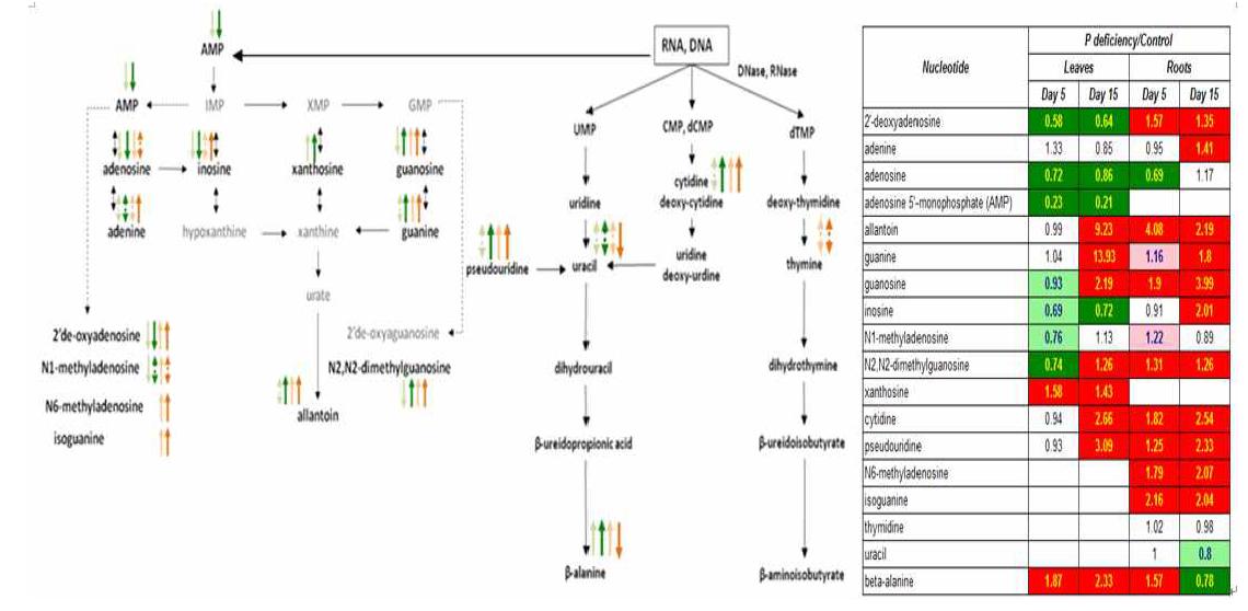 Time-course and tissue-specific nucleotide biosynthesis of tomato plants in response to P deficiency.