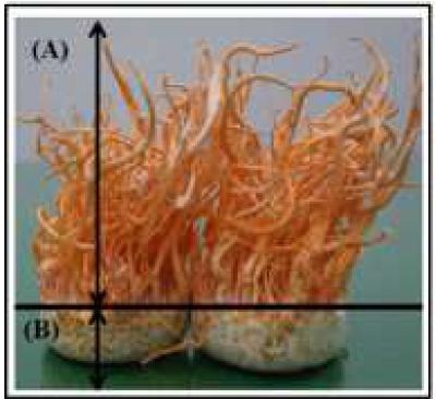 Cordyceps militaris. (A), Cordyceps militaris 자실체; (B), Cordyceps militaris 배양용 현미배지.