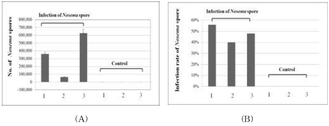 노제마 균 경구투여에 따른 노제마 포자 발생정도(A) 및 감염률(B)
