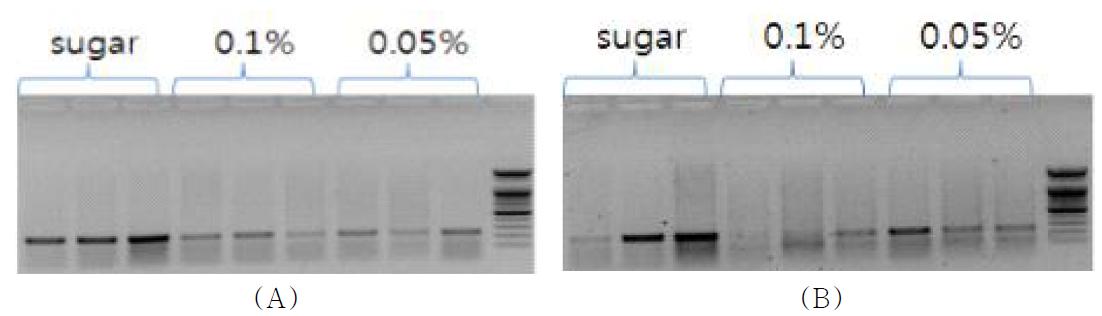 화분 알칼로이드 추출물에 의한 꿀벌 낭충봉아부패병 바이러스(SBV) 저감 효과. (A); 3days, (B); 6days