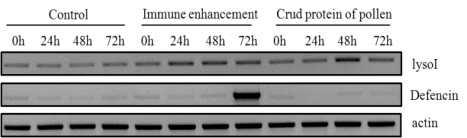 면역증강 물질 및 조단백질에 의한 꿀벌 면역 관련 물질 발현 양상
