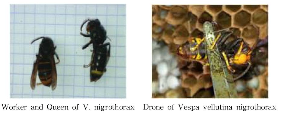 Morph of Vespa vellutina nigrothorax collected in southern area.