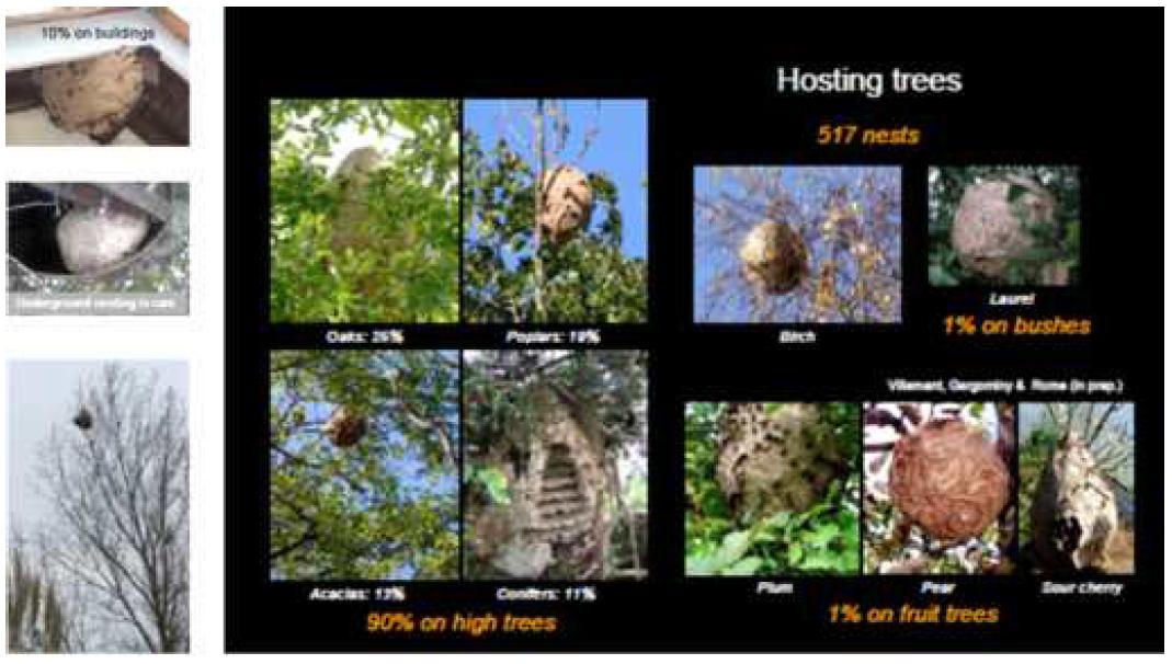 Behavior of building for mature nest.