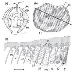 Vespa velutina nest structure. (a) Embryo nest with first and second envelops (e1, e2) cut laterally to show the primary comb (g1). (b) Ventral view of a comb with opened (c1) and closed (c2) cells; the bold black line indicates the largest diameter along which the comb is cut. (c) Transversal section of a comb: egg (W), 1st to 5th larval instars (L1–L5); concealed pre-pupal 5th larval instar (PN), pupa (N); teneral adult (T);meconiums (m). Scales bars = 1 cm (Line drawings by C. Villemant).