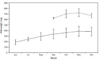 Evolution of Vespa velutina workers (plain line) and founder queens (dashed line) mean wet weight from June to December.