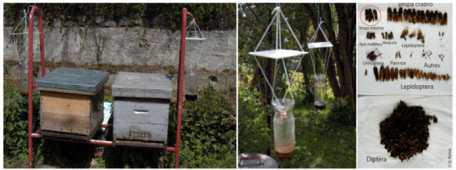 Trapping of Vespa velutina in apiaries. Test hives(left); traps filled with bait (middle); sorting targets and non-targets in a trap content in France(right)