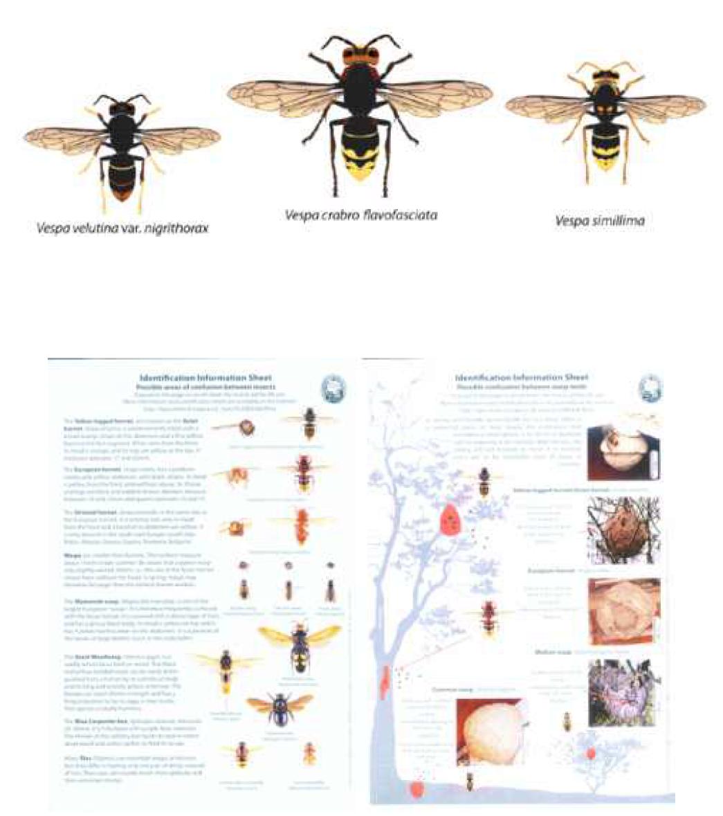 Identification sheet about Vespa velutina