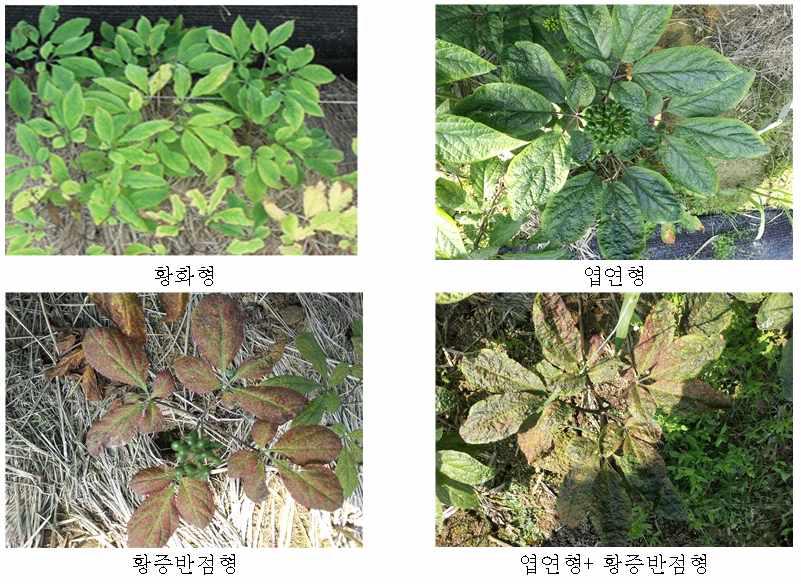 축산퇴비 처리 시 인삼 밭의 생리장해 발생 유형