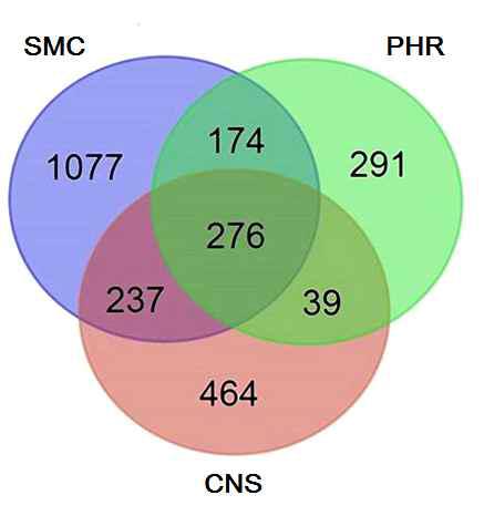 A Venn diagram showing the distribution of all 805 OTUs identified by 16S rDNA