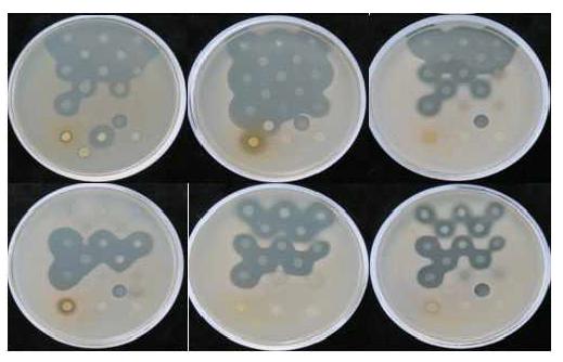박테리오신 생산 균주들의 그람양성세균에 대한 활성 실험