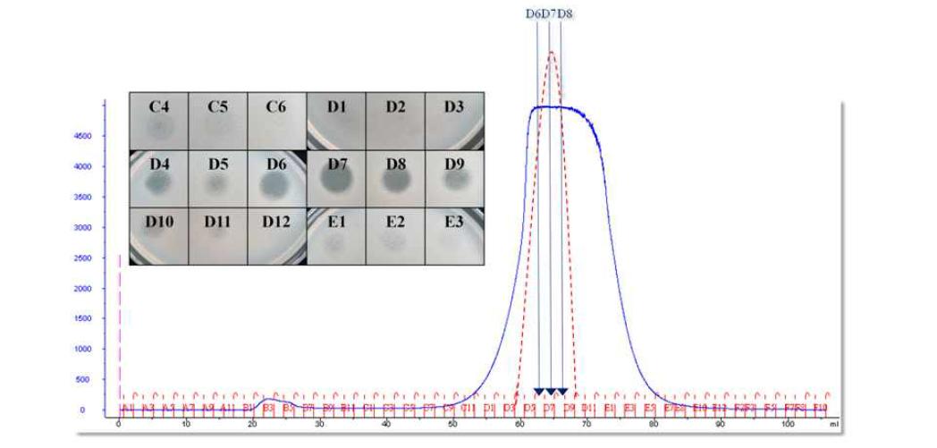 Sephadex G200 column을 이용한 액체크로마토 그래피와 활성 실험