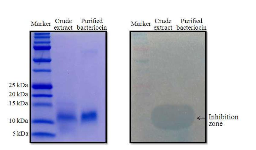 Sephadex G200 column으로 분리한 박테리오신 단백질의 SDS-PAGE와 박테리오신 활성실험