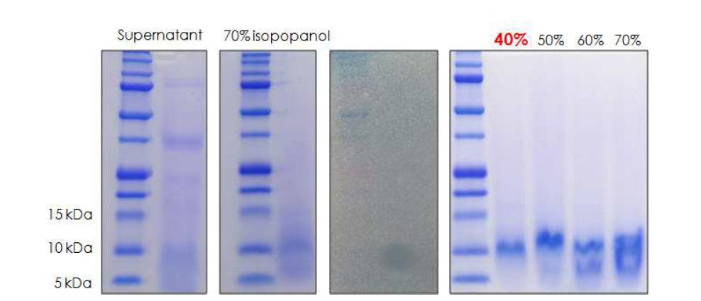 isopropanol 추출 농도별 박테리오신 분리효율