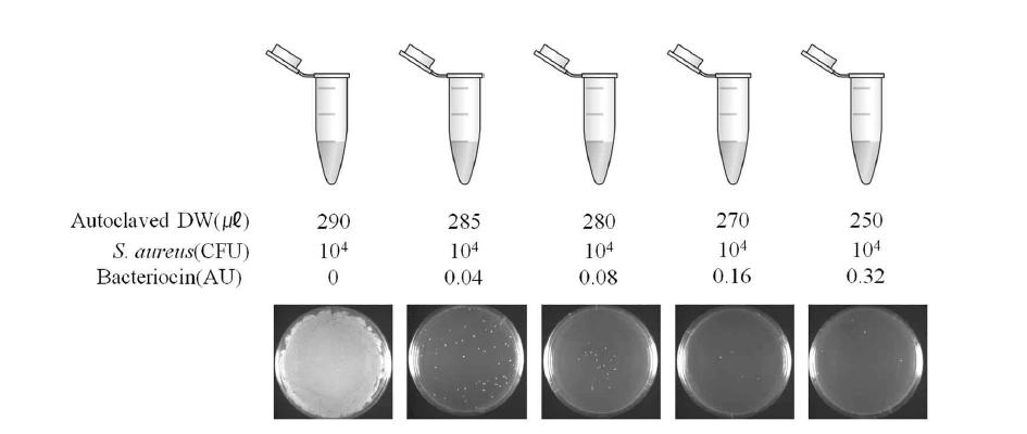 수용액 상태에서의 박테리오신 활성 검증