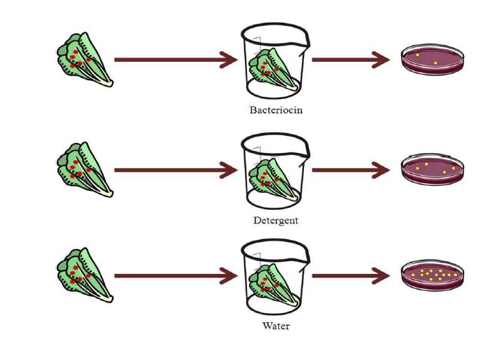 박테리오신의 농산물 적용 실험 개요